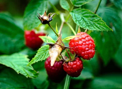 What Are the Most Popular Disposable Vape Flavors in 2026? 4 Close-up of vibrant red raspberries on a plant surrounded by lush green leaves.